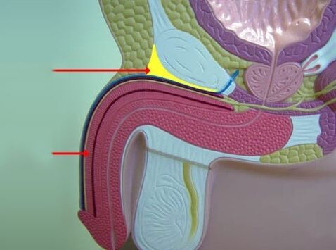 penile ligament